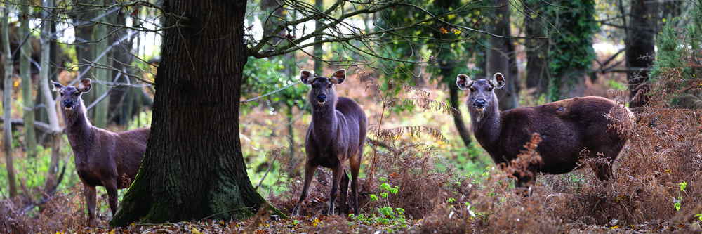 20-11-2024 19_Helen Black_credit_Watatunga Wildlife Reserve