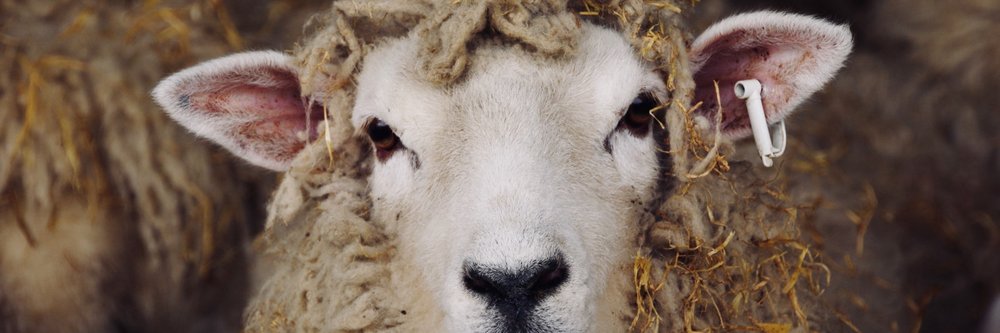 Sheep portrait