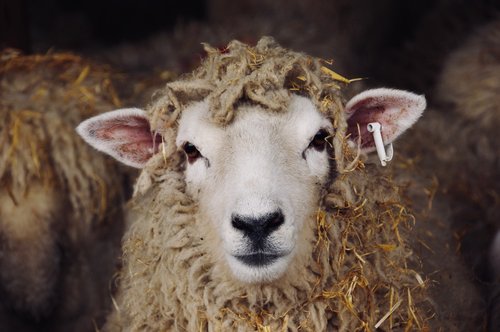 Sheep portrait