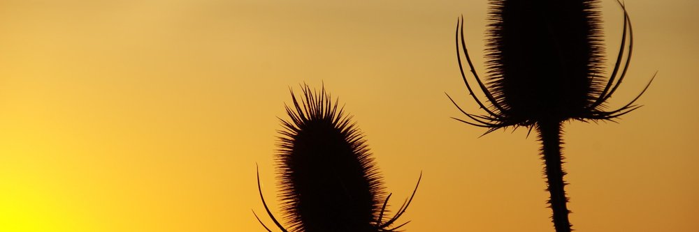 Teasels at Sunset