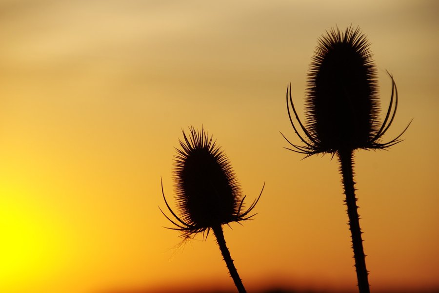 Teasels at Sunset