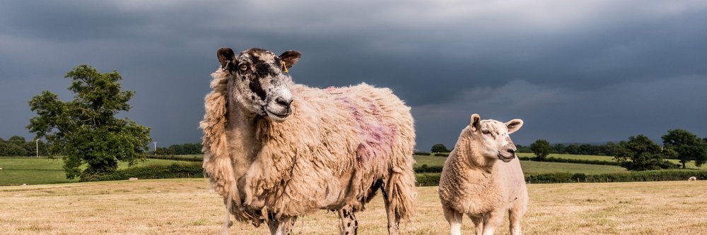 Sheep and lamb