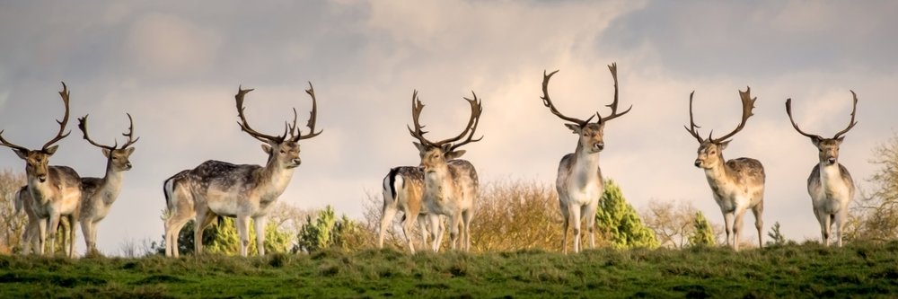 Herd of deer in field