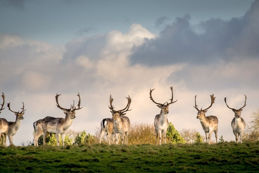 Herd of deer in field