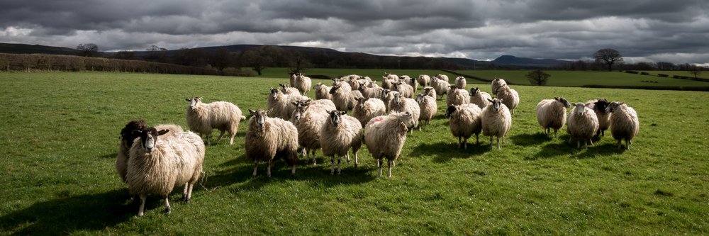 Flock of sheep