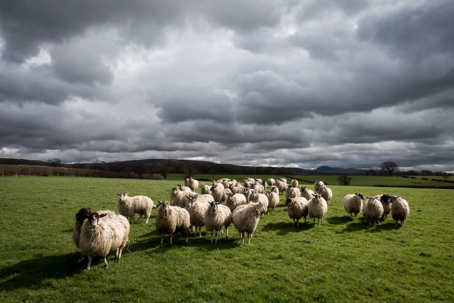 Flock of sheep
