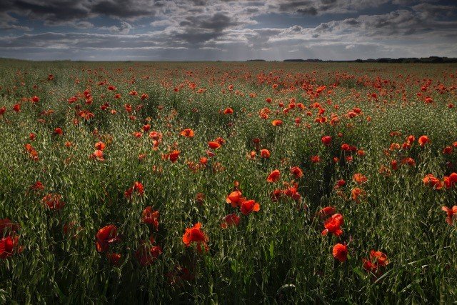 Field of poppies 2