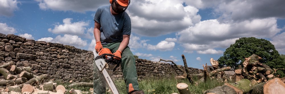 Logging worker sawing tree logs
