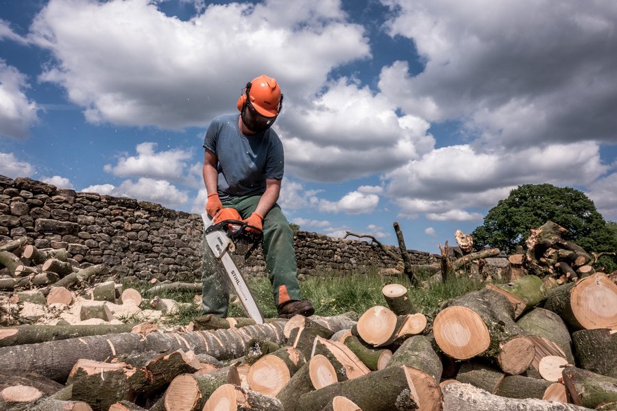 Logging worker sawing tree logs
