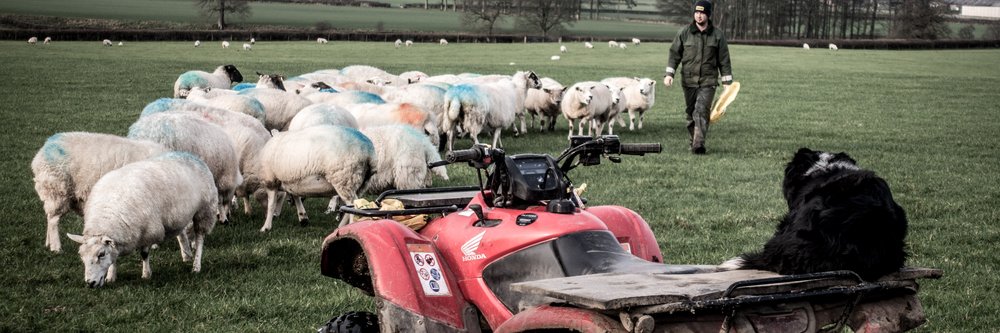 Flock of sheep on a farm