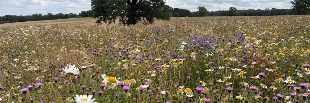 Chillington Hall BNG - Staffordshire Wildlife Trust