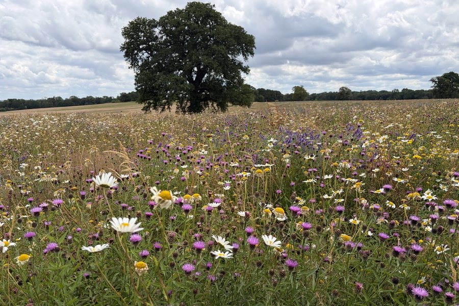 Chillington Hall BNG - Staffordshire Wildlife Trust