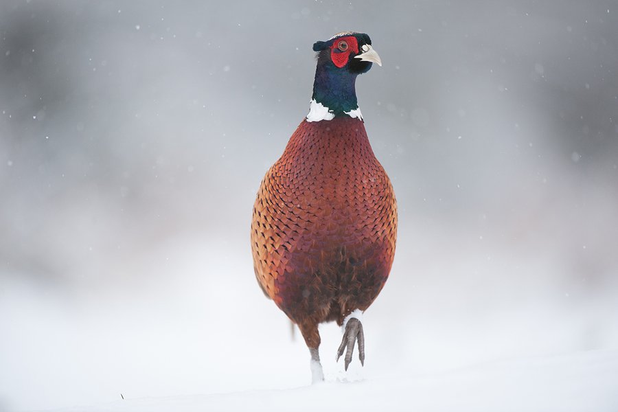 Christmas card 2020 - Male pheasant in falling snow