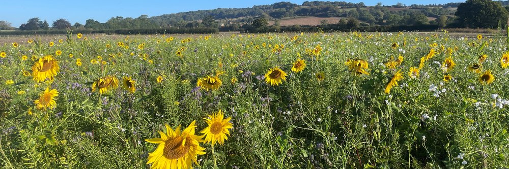 Cover Crop flowers
