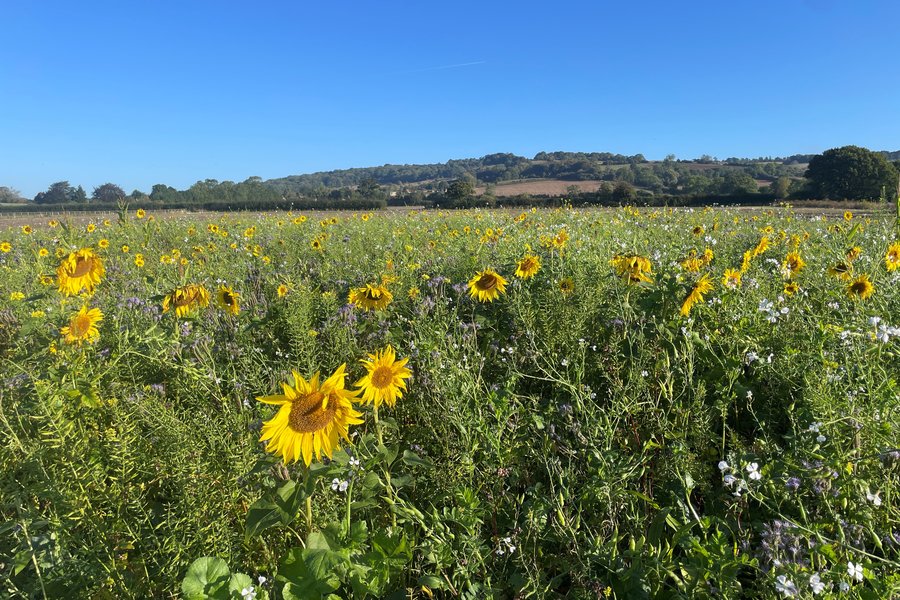 Cover Crop flowers