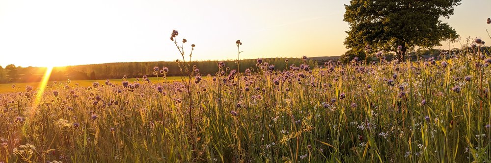 Cover Crop edge at sunset (002).jpg