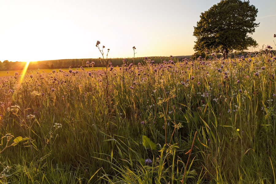 Cover Crop edge at sunset (002).jpg