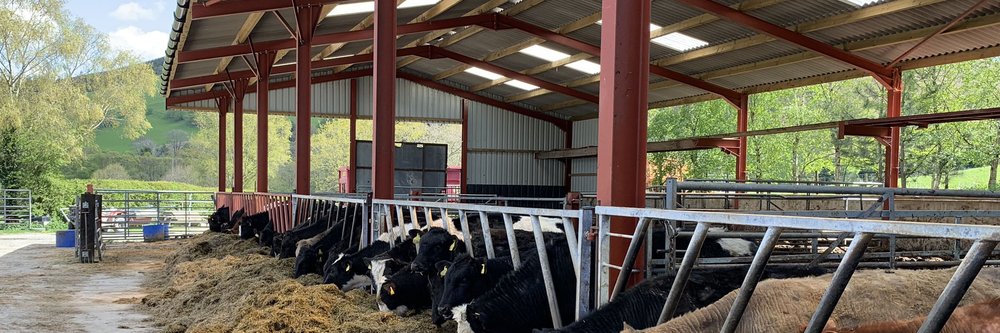 Cows feeding