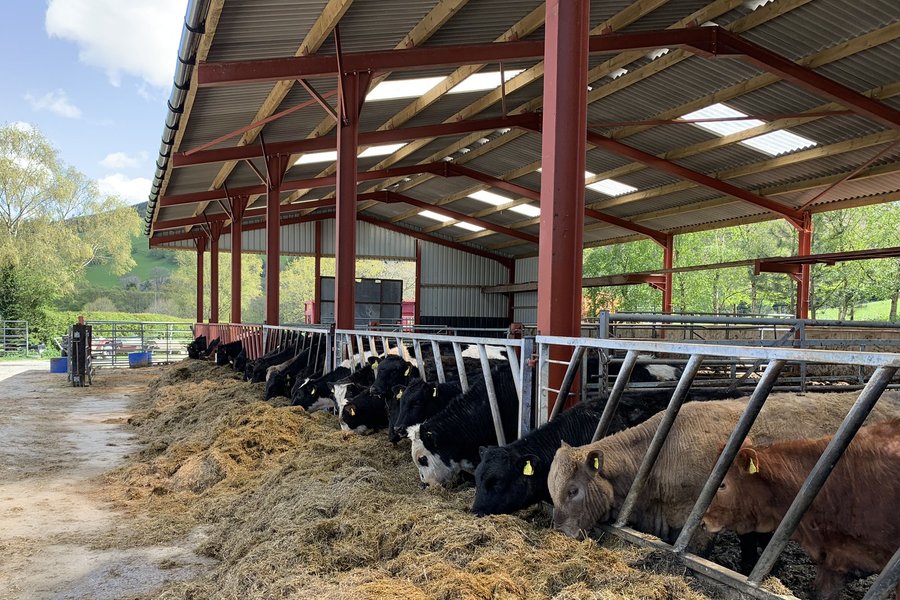 Cows feeding