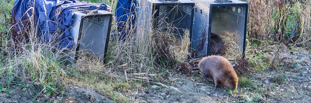 beavers - Credit_ Chiew Loo BR1124