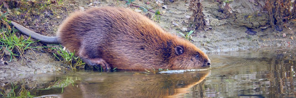 Beaver - Credit_ Chiew Loo_DSC3356-NEF_5crs