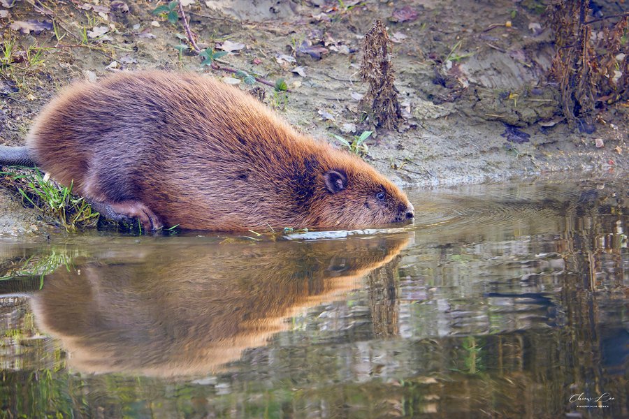 Beaver - Credit_ Chiew Loo_DSC3356-NEF_5crs