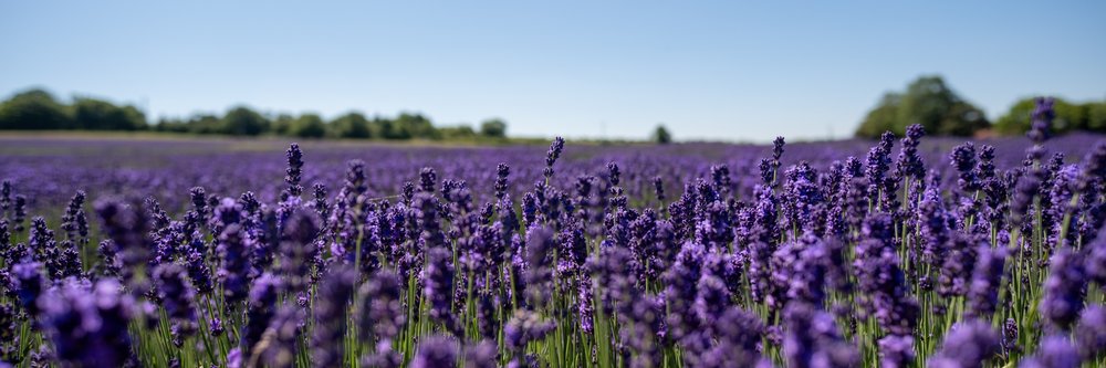 lavender - Credit Lloyd Birch
