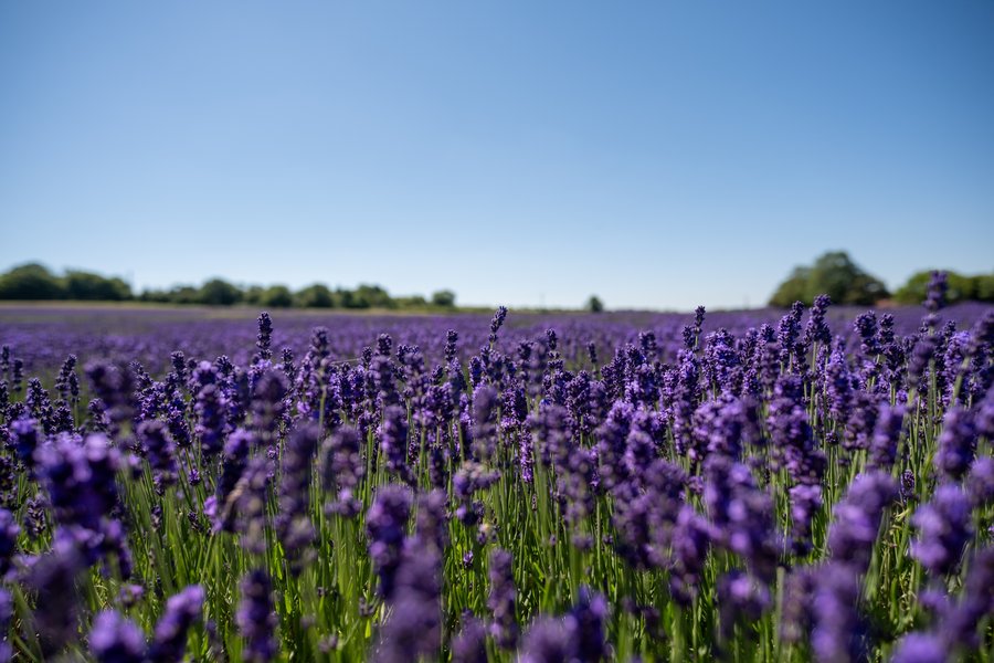 lavender - Credit Lloyd Birch