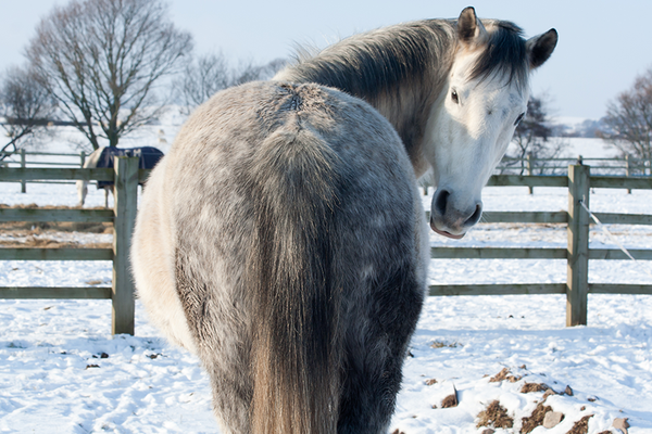 Dapple grey horse iStock-152143822 PNG.png