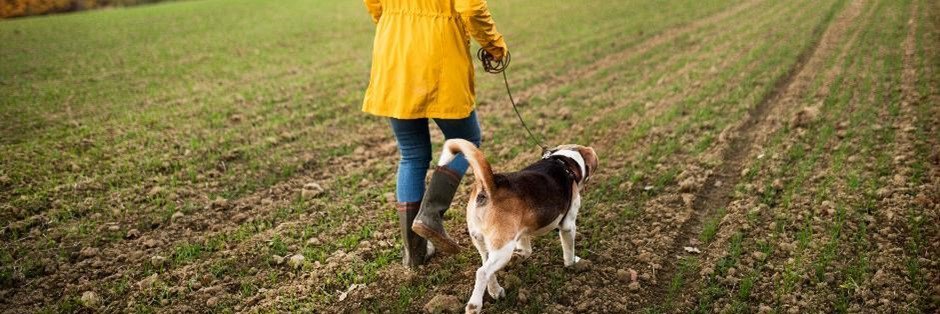 Woman walking a dog in a field