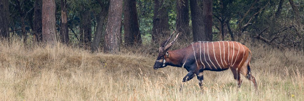 Eastern Mountain Bongo - Helen Black_credit_Watatunga Wildlife Reserve