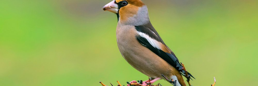 Herefordshire LNRS 3.jpg