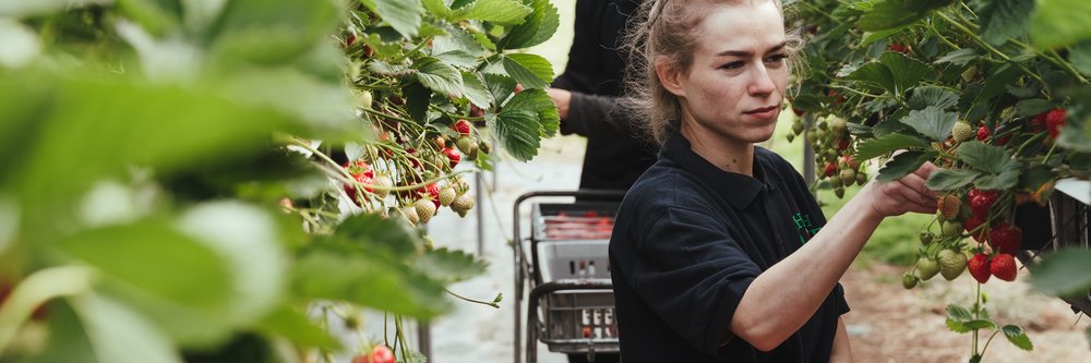 Hugh Lowe Farms - fruit picking