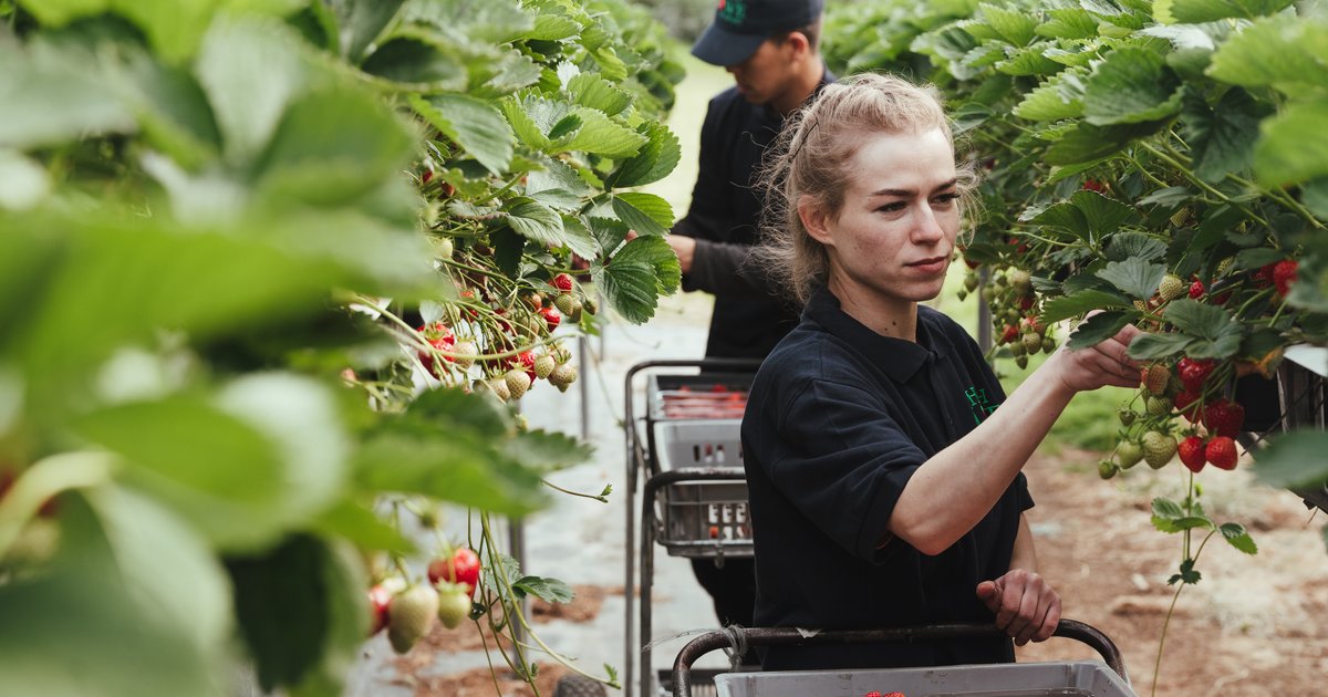 Ripe results how new innovations are helping a family farm • CLA