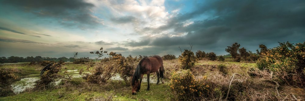 Horse in nature