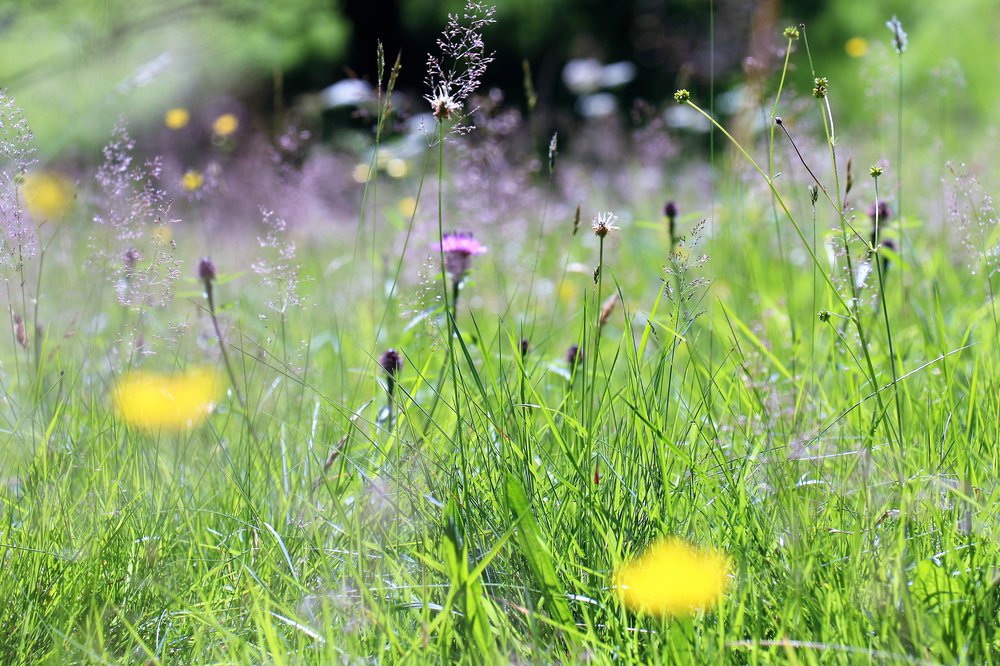 IMG_0038 (2)Wild flower meadow Wales RD.JPG