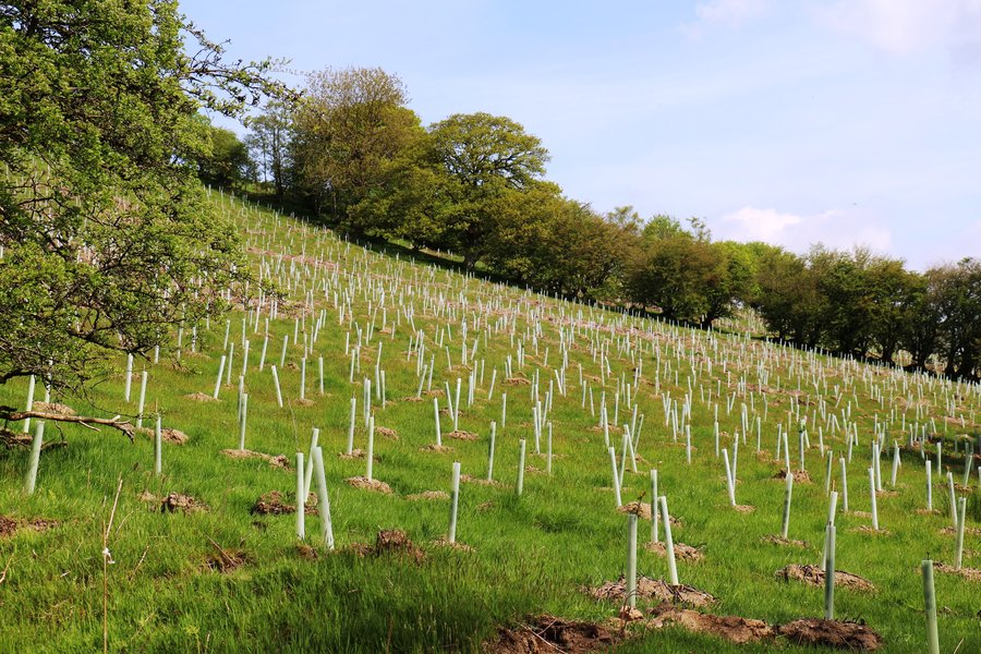 Tree-planting Wales