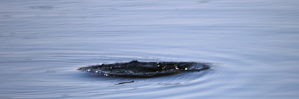 Water ring on lake