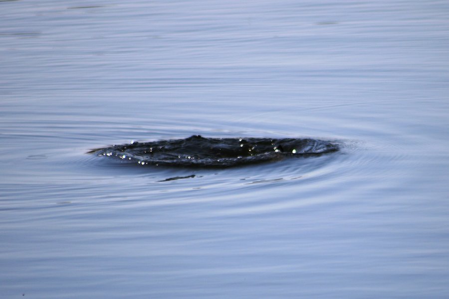 Water ring on lake