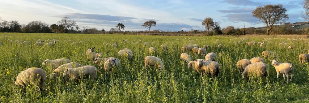 Lambs - Green Farming Collective