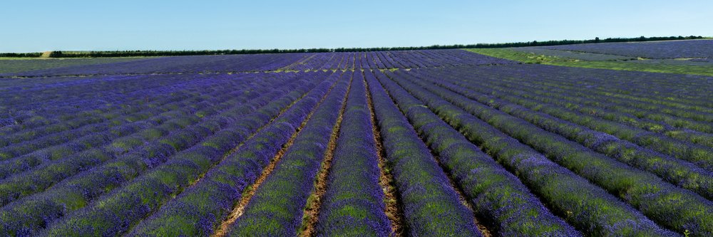 Lavender 2 - Credit Lloyd Birch