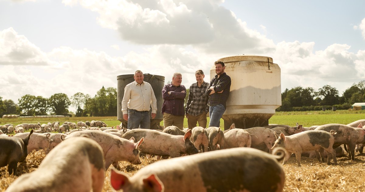 Ad: North Farm Livestock’s pigs offer reliability and optimism in an ...