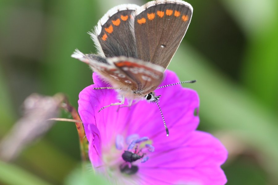 Northern brown argus - Durham LNRS