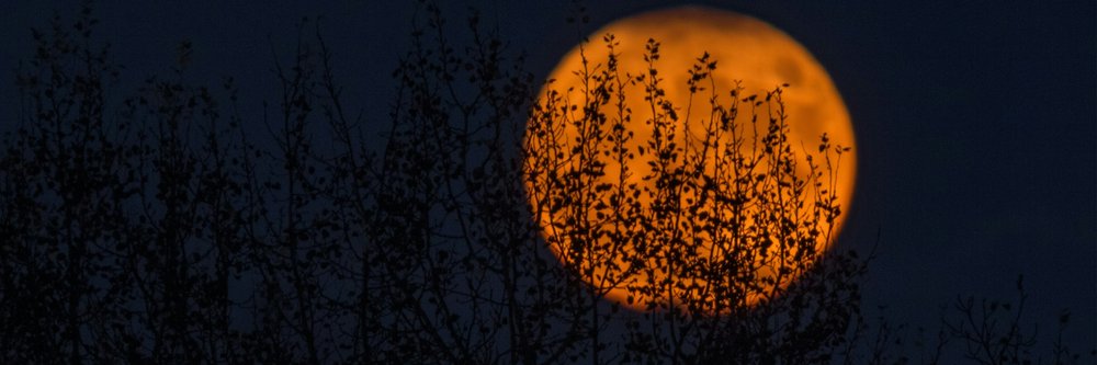 Orange moon