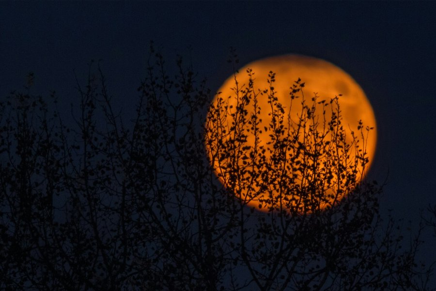 Orange moon