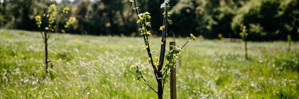 Orchard