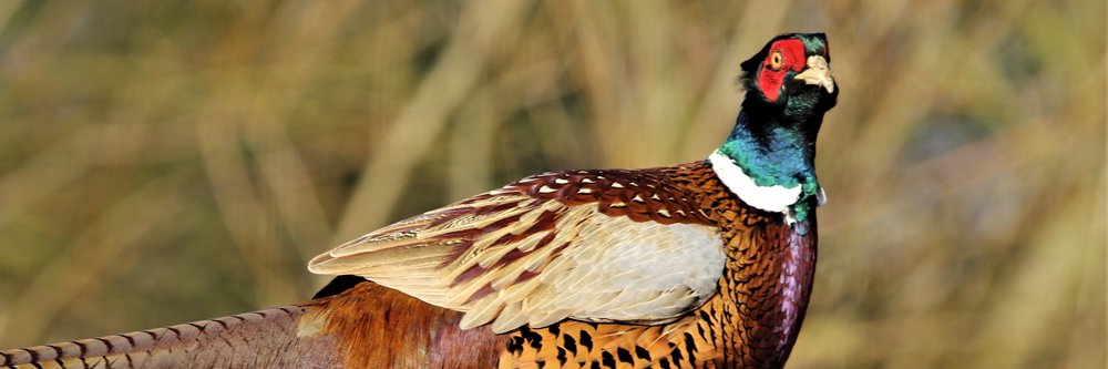 Pheasant1