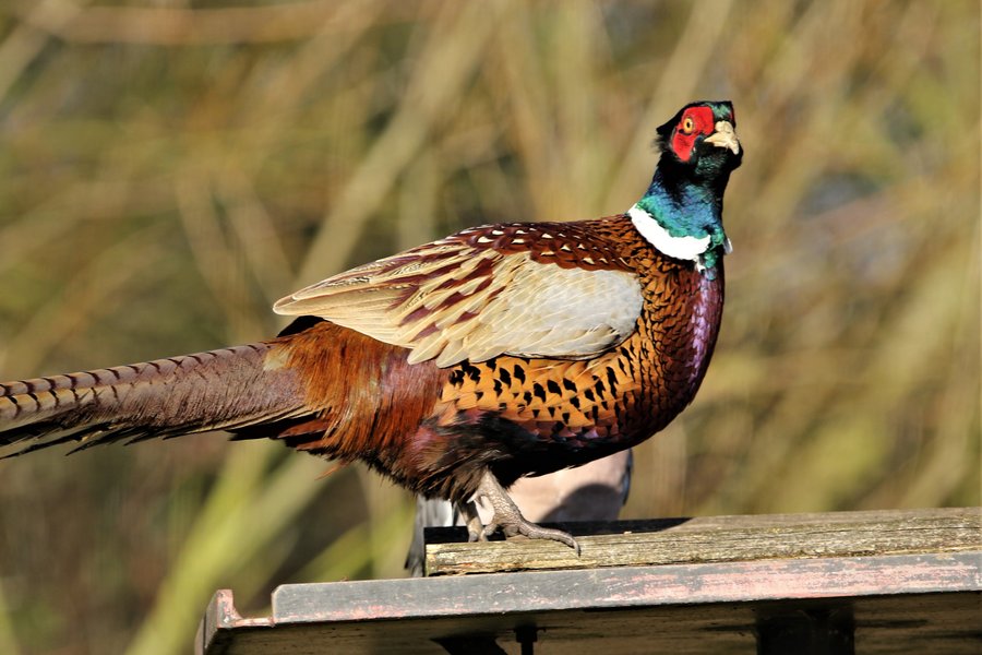 Pheasant1