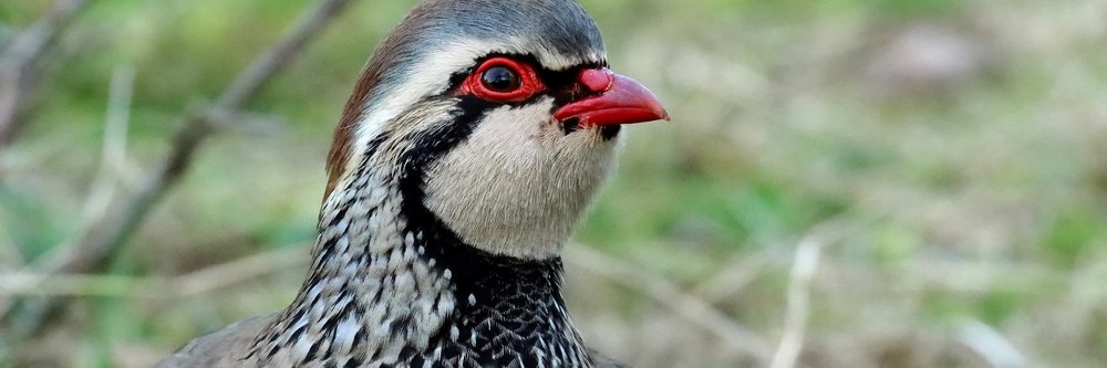 Red-legged partridge correct size.jpg