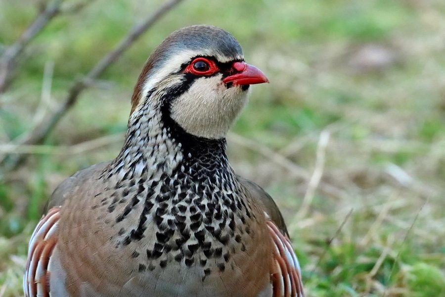 Red-legged partridge correct size.jpg